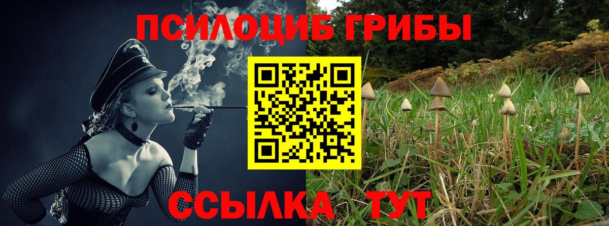 Псилоцибиновые грибы мицелий Гатчина